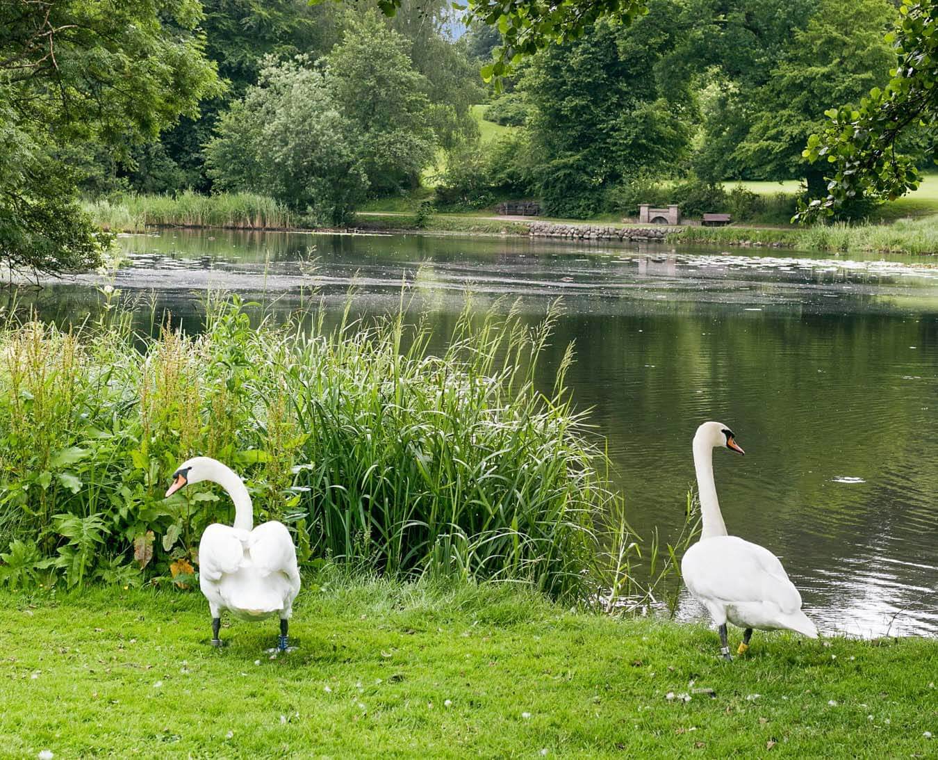 Svaner ved Lyngby Sø.